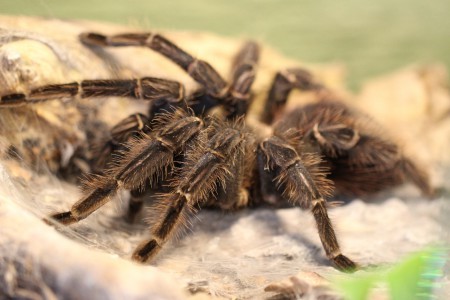 Lasiodora parahybana