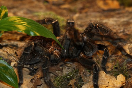 Lasiodora parahybana