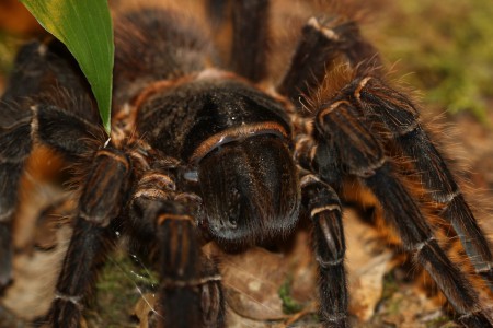 Lasiodora parahybana