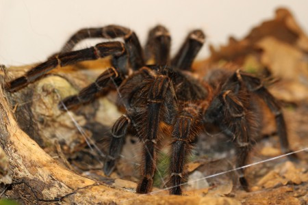 Lasiodora parahybana