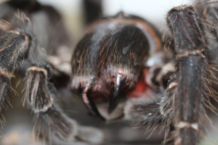 Lasiodora parahybana - chelicery