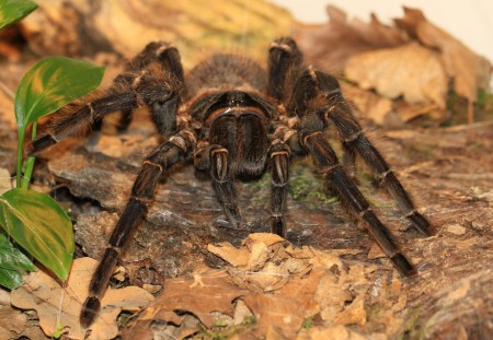 Lasiodora parahybana