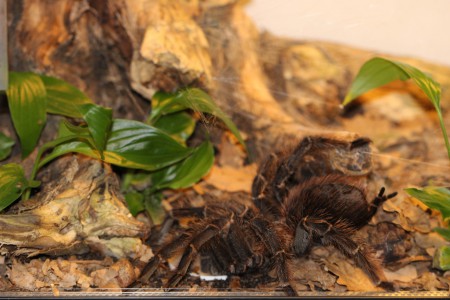 Lasiodora parahybana - začiatok pitia