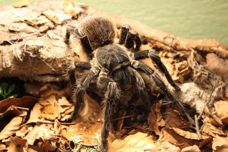 Lasiodora parahybana